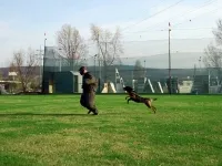 Mann gegen Hund